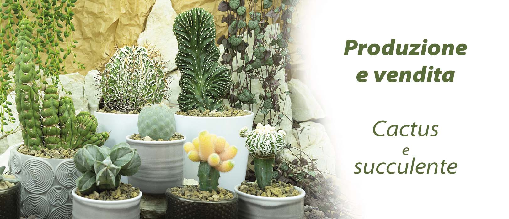 Produzione Cactus e succulente